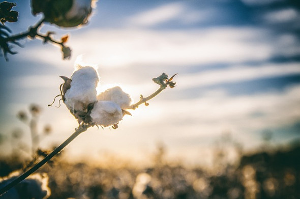 Proč dát přednost oblečení z organické bavlny?